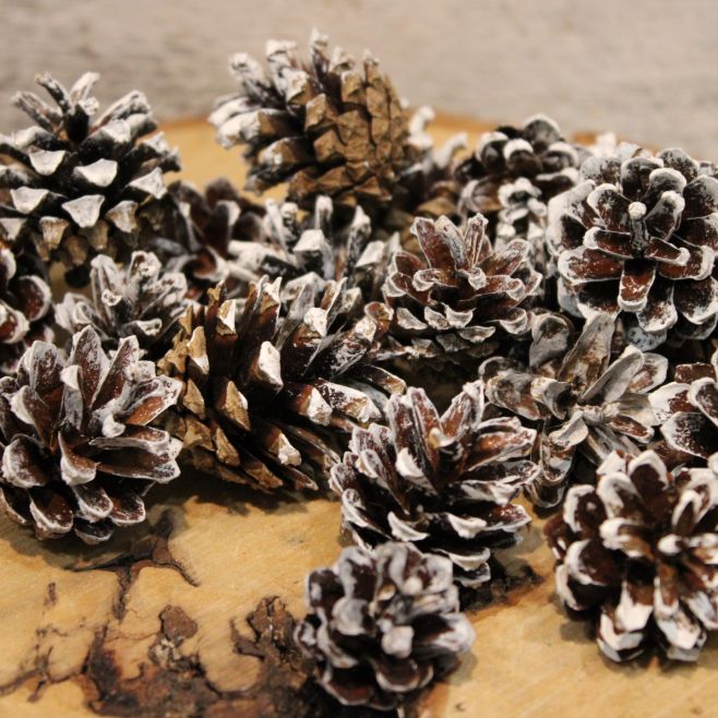 Na e-shop právě dorazila spousta krásných novinek, které rozzáří vaše zimní i vánoční dekorace. Najdete u nás něžné...